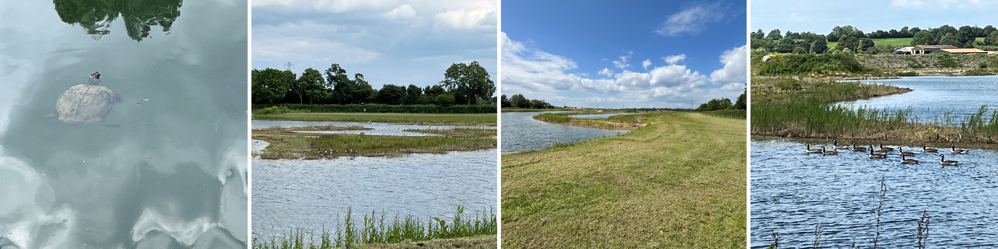 Showing Reed Beds