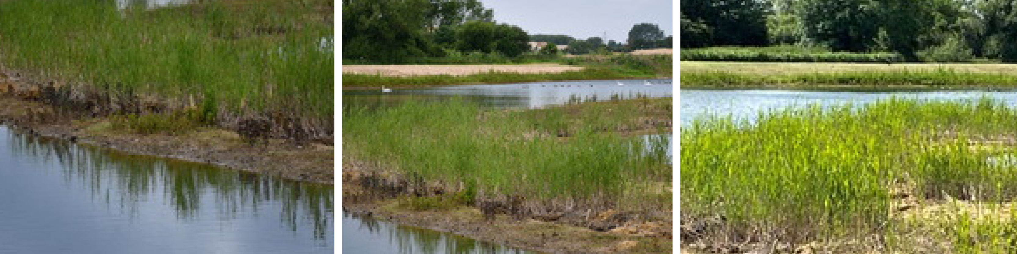 Showing Reed Beds